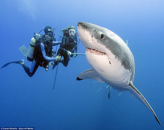 微笑: 深海攝影師Daniel Botelho離開籠子，待在水中紀錄大白鯊24小時(照片：Daniel Botelho授權使用)