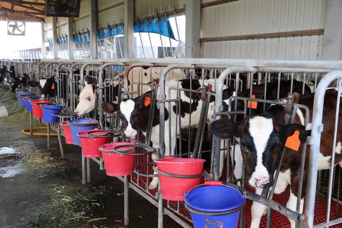 台灣乳牛飼養五大痛苦指標 乳牛身心不健康 如何確保牛乳安全健康 改善乳牛動物福利 提升酪農產業 刻不容緩 台灣動物社會研究會