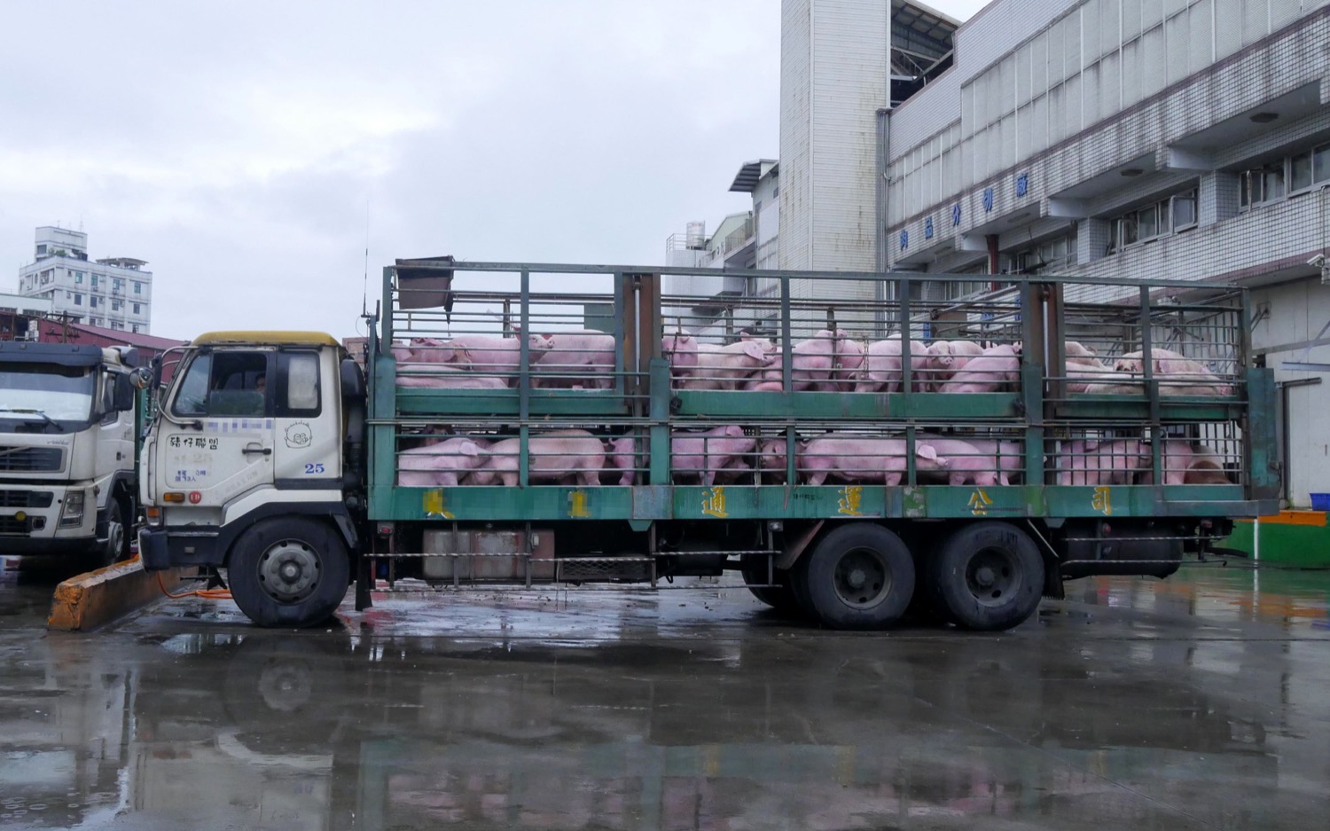 Over 85% of production pigs in Taiwan undergo a long, grueling ordeal of loading, transport, and live auction prior to slaughter – this typically occurs the night before or morning of auction.